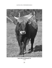 Cattle on a Thousand Hills