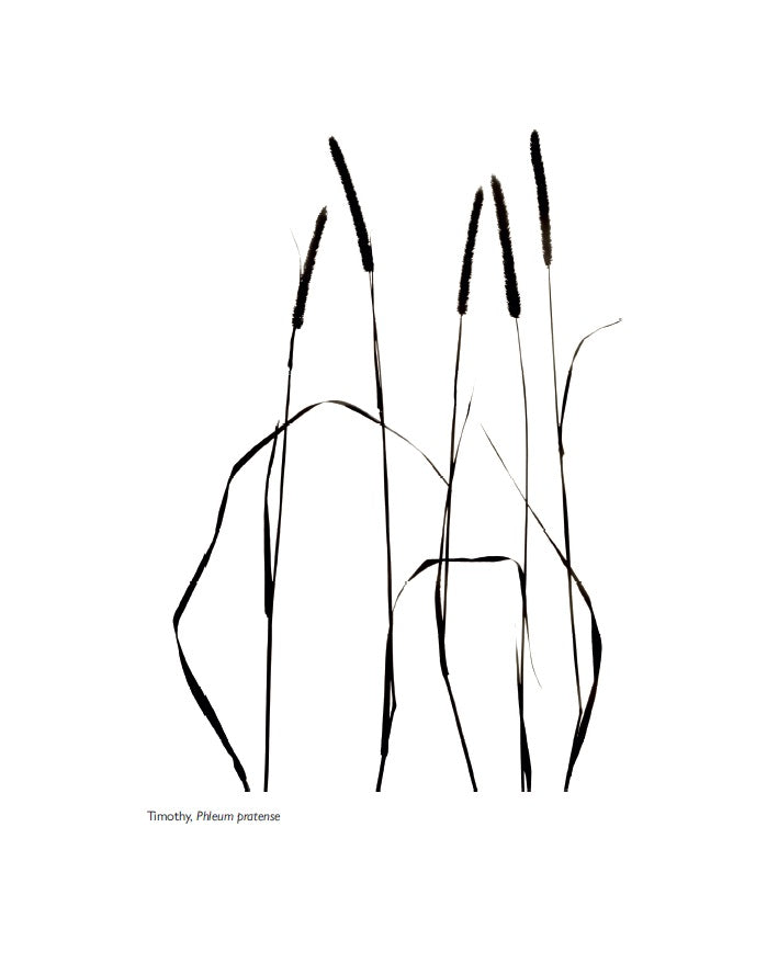 contents page from when the grass dances by valarie gillies and rebecca mar